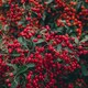 image 3 of Pyracantha Orange Glow 3 Litre Potted Plant x 1