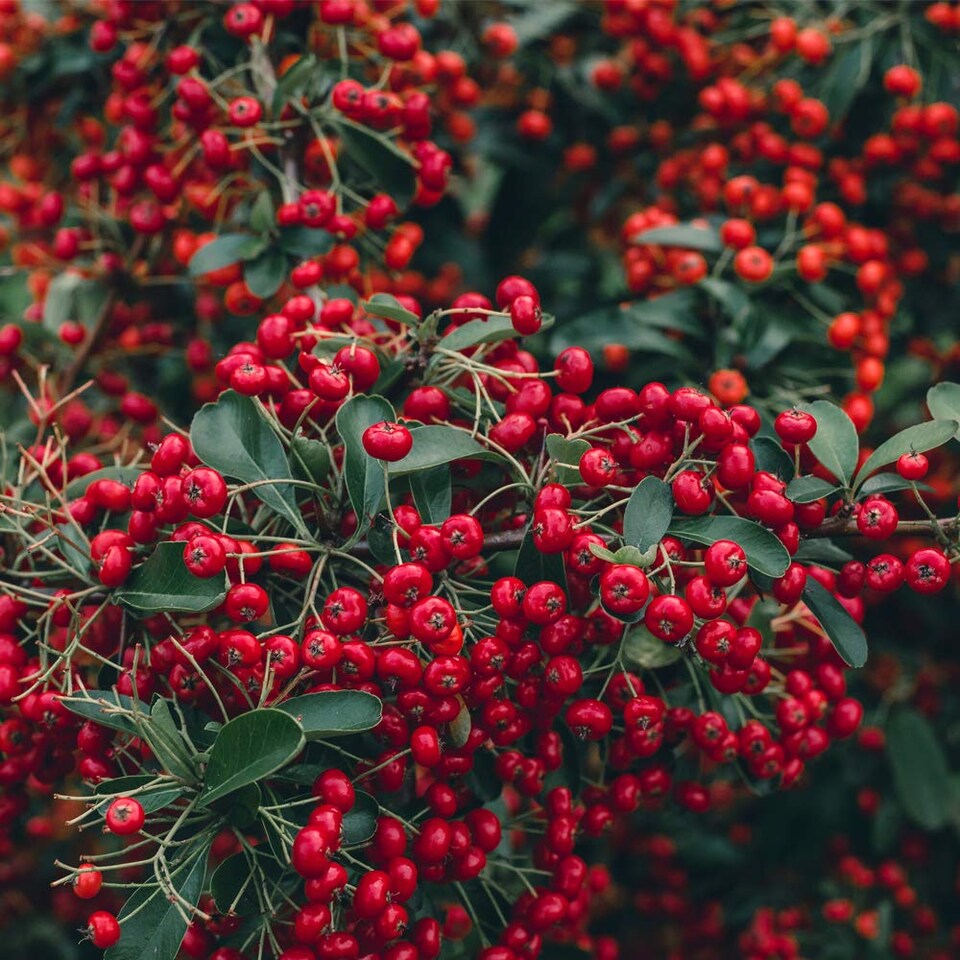 image 1 of Pyracantha Orange Glow 3 Litre Potted Plant x 1