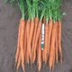 image 2 of Carrot Excalibur F1 - Long Slender Orange Imperator - Hardy Annual Vegetable Garden Seeds