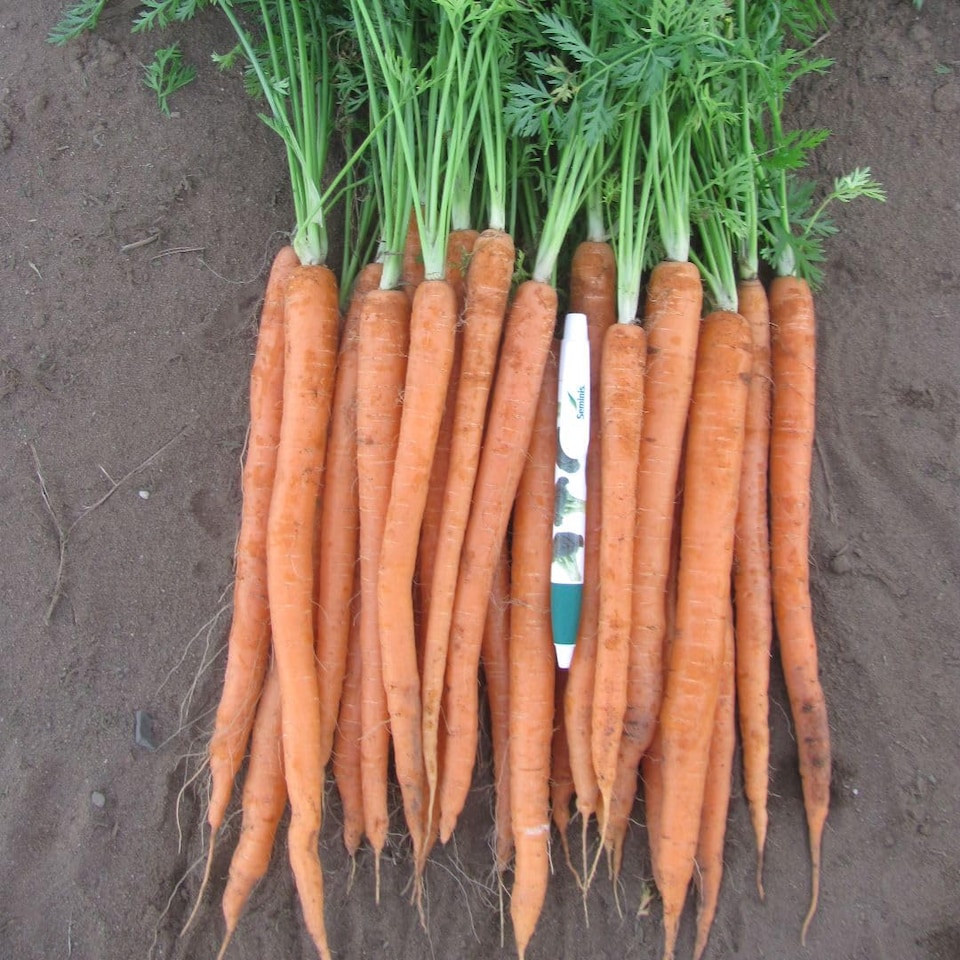 image 1 of Carrot Excalibur F1 - Long Slender Orange Imperator - Hardy Annual Vegetable Garden Seeds