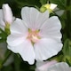 image 7 of Marshalls Garden Lavatera 'Marshmallow White Ice' 9cm plant | White | White | 9cm Plants