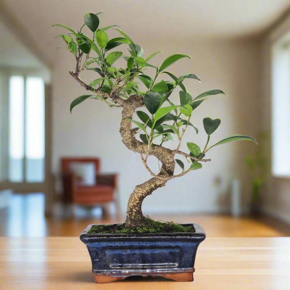 image 1 of Yorkshire Bonsai Ficus Microcarpa (Banyan Fig) Indoor Bonsai Tree Shaped In 15cm Pot