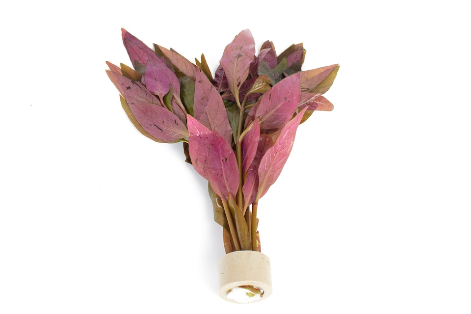 image 1 of Alternanthera lilacina - Live Aquarium Plant for Midground Planting - Fish Tank Plant