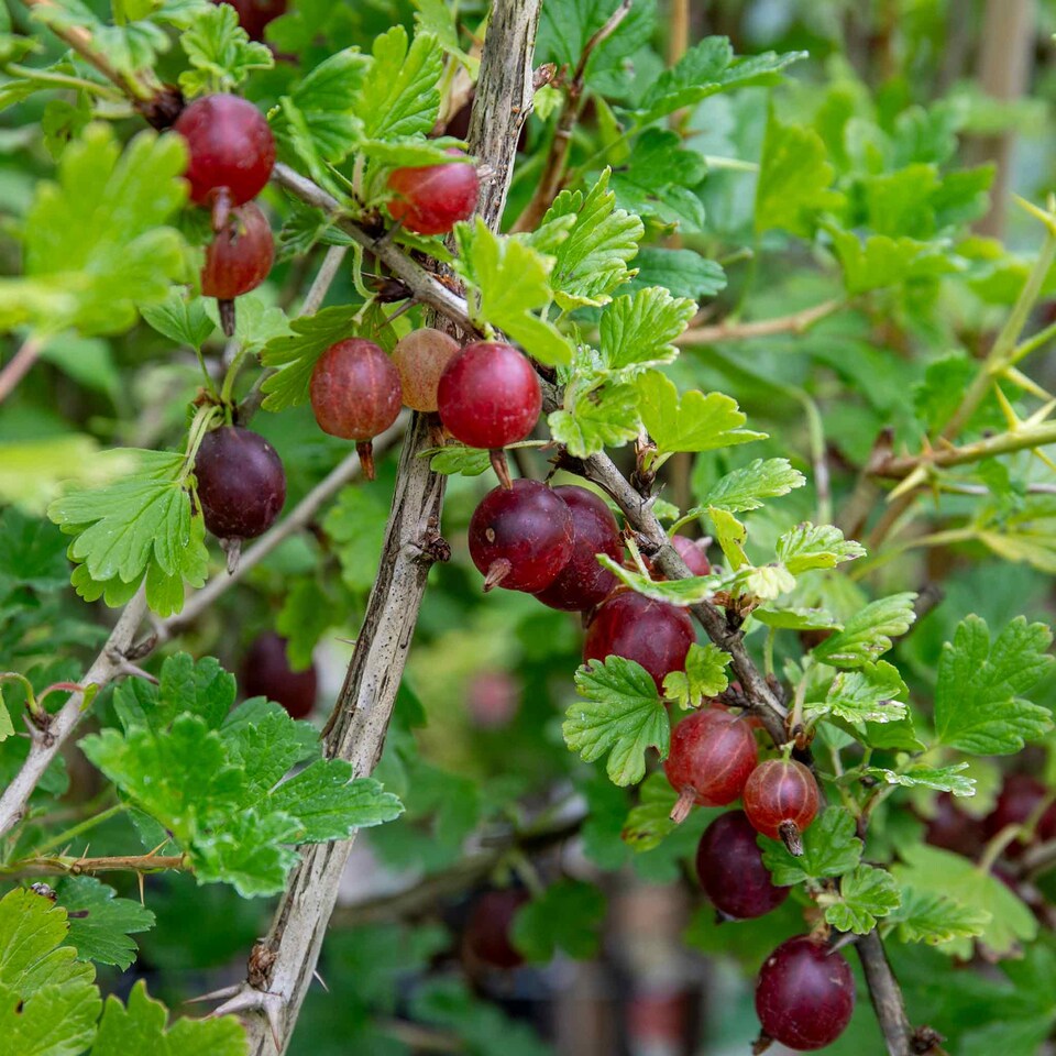 image 1 of Marshalls Garden Gooseberry Hinnonmaki Red - Large Mildew Resistant Dessert Fruit bare root
