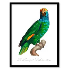 Francois Levaillant Framed Wall Art The Blue Cheeked Amazon Parrot Home Décor