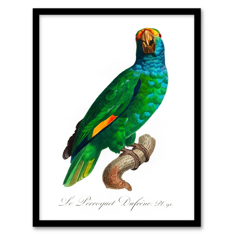 image 1 of Francois Levaillant Framed Wall Art The Blue Cheeked Amazon Parrot Home Décor