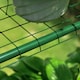 image 9 of Outsunny Walk In Greenhouse Garden Clear PVC Frame Shelves Reinforced Plant Grow