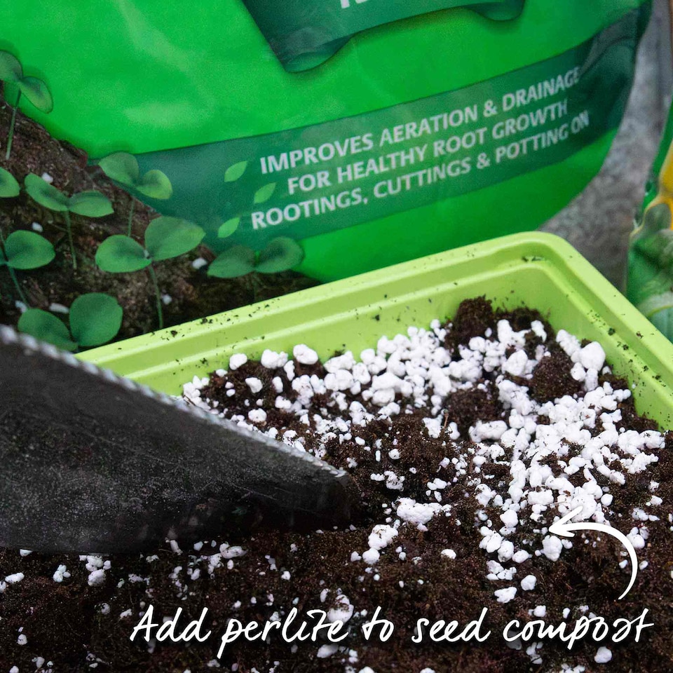 image 1 of Marshalls Garden Leek Seeds 'Batter' F1 40 seeds