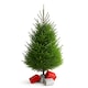 image 1 of Premier Nordman Fir Christmas Tree - Low Needle Drop - 1.25m to 1.50m (125 - 150cm / 4 - 5ft)