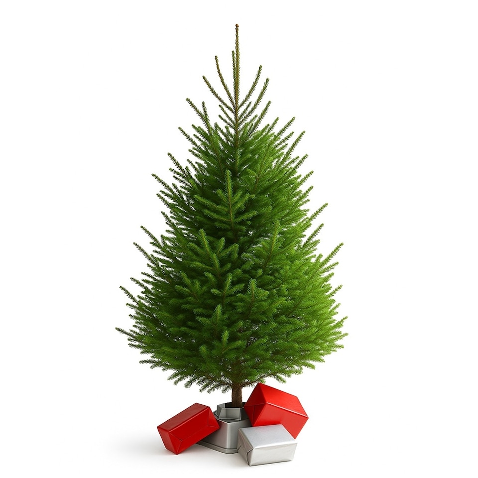 image 1 of Premier Nordman Fir Christmas Tree - Low Needle Drop - 1.25m to 1.50m (125 - 150cm / 4 - 5ft)
