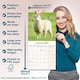 image 6 of Sheep 2026 Calendar | Square Wall Calendar | Farm Animal Gift | Plastic Free Packaging | by Avonside Publishing