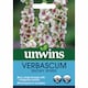 image 3 of Marshalls Garden Unwins Verbascum 'Snowy Spires' Seeds, 30 Seeds