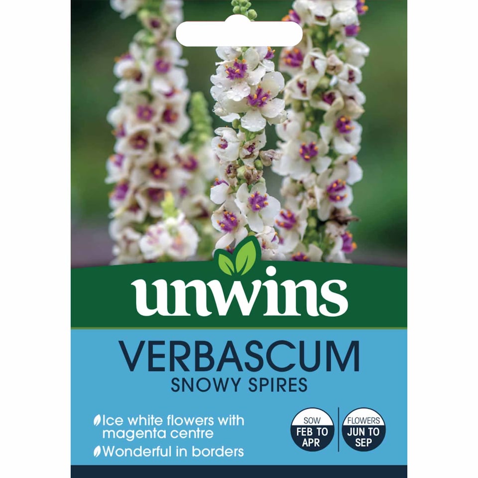 image 1 of Marshalls Garden Unwins Verbascum 'Snowy Spires' Seeds, 30 Seeds