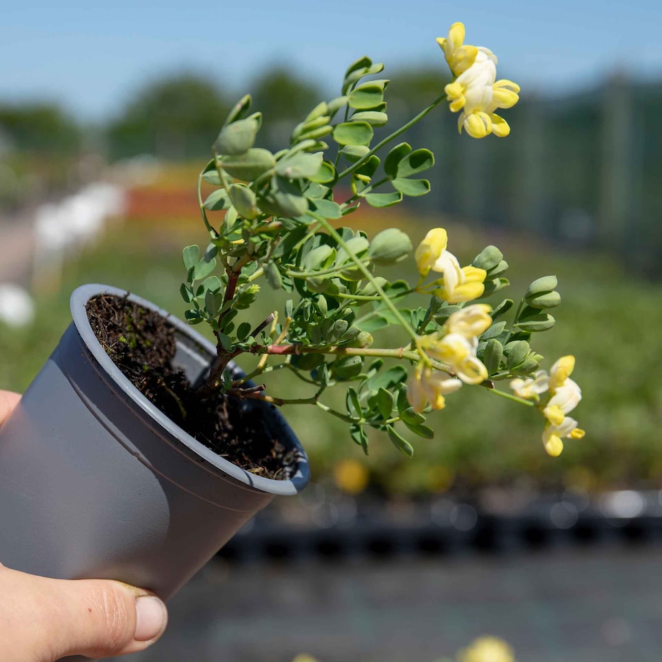 image 1 of Marshalls Garden Coronilla 'Glauca Citrina' Fragrant Evergreen 3 x 9cm