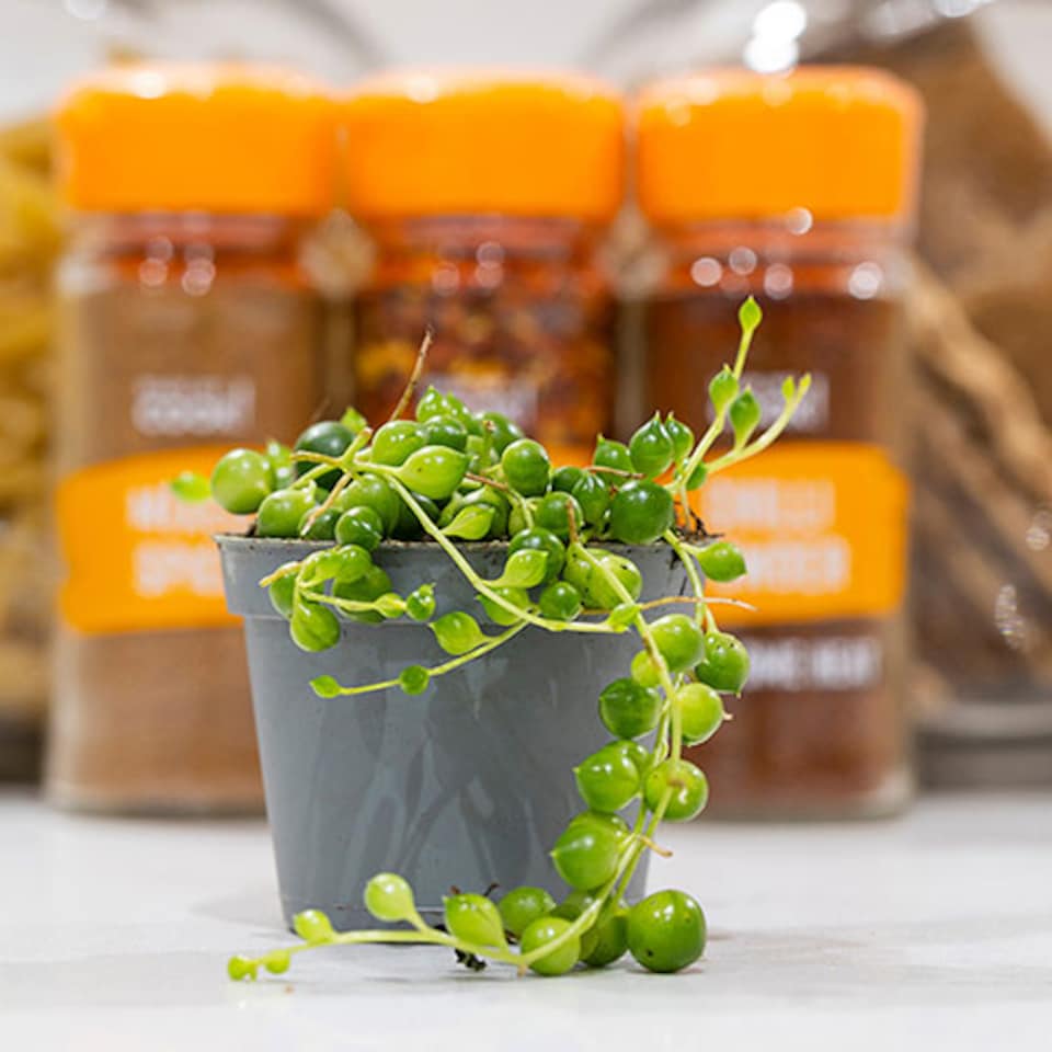 image 1 of YouGarden String of Beads Houseplant, Senecio herreanus, Tropical Trailing Indoor Plant in 6cm Pot, For Home, Office or Living Room