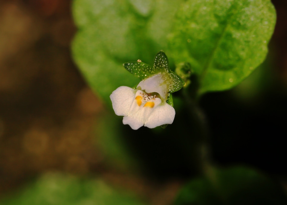 image 1 of Mazus reptans 'Albus' - Marginal Aquatic Pond Plant