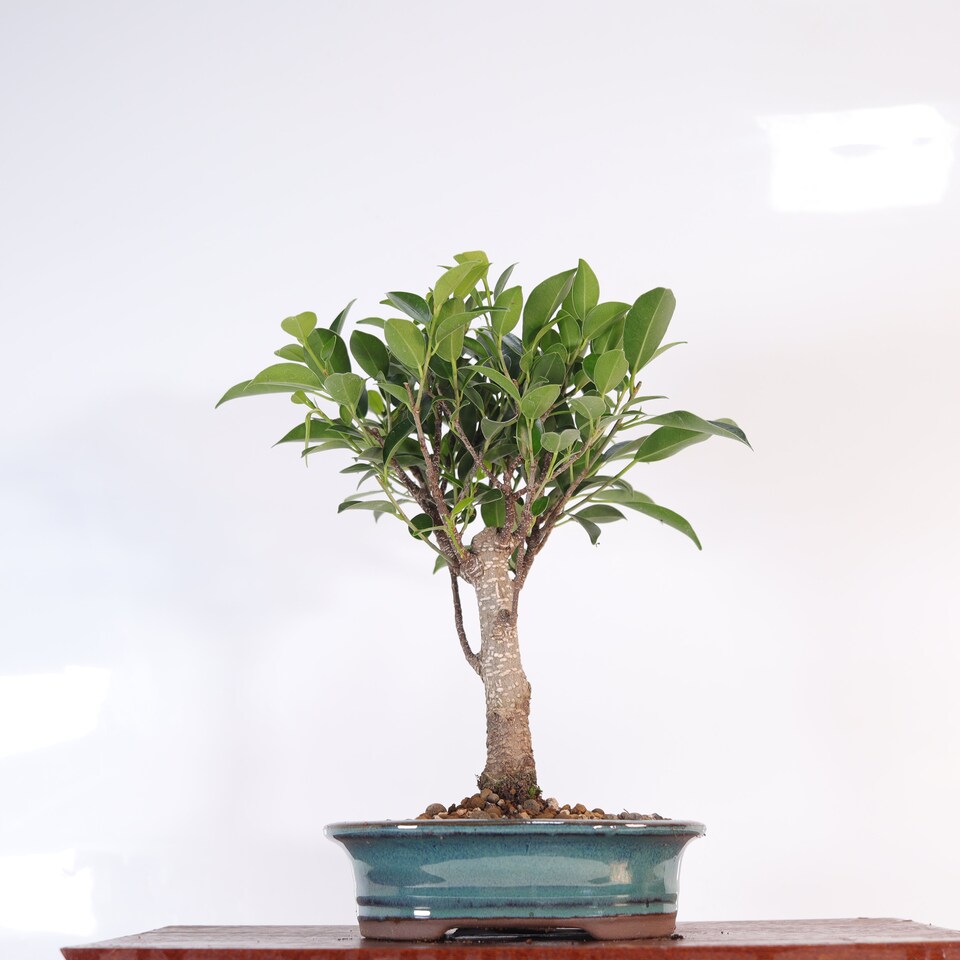 image 1 of Yorkshire Bonsai Ficus Microcarpa (Banyan Fig) Indoor Bonsai Tree Broom In 16cm Pot
