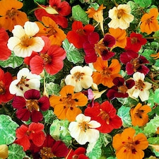 Nasturtium Jewel of Africa Mix Seeds - Hardy Annual Climbing Cream Green Foliage Edible Leaves Borders Pots