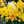 Yellow, White