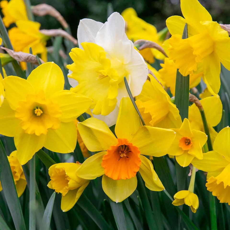 image 1 of Marshalls Garden Daffodil Bulbs Mix Yellow Shades 100 bulbs
