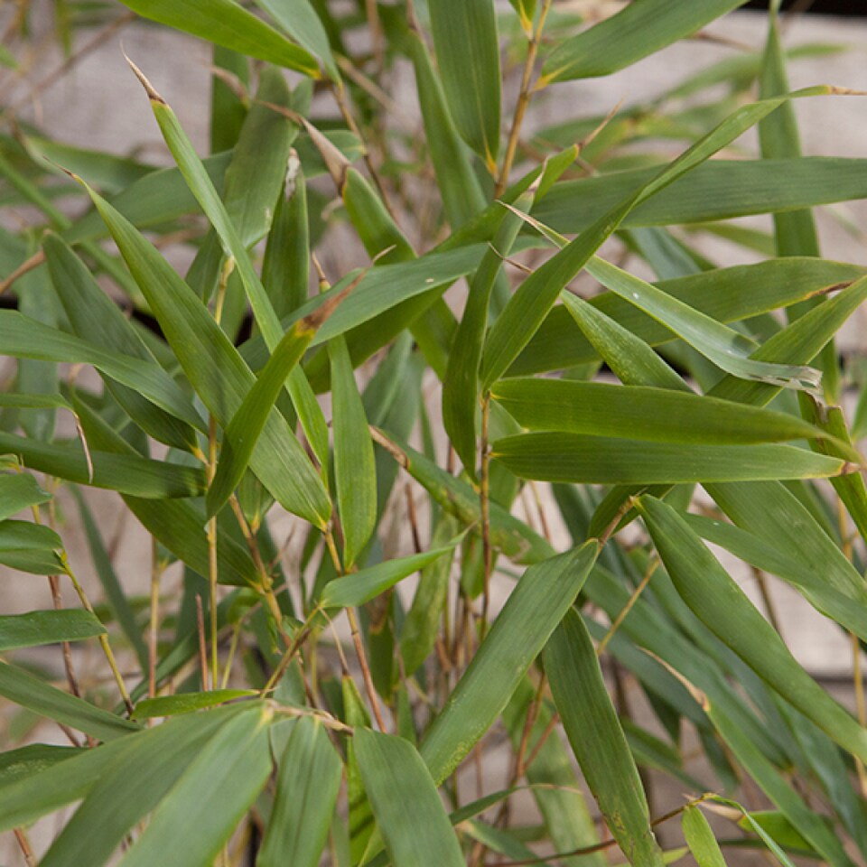 image 1 of YouGarden Pair of Fargesia rufa 'Fountain' Bamboo, Established Plants in 2L Pots, Supplied Already 50cm Tall and Ready to Plant