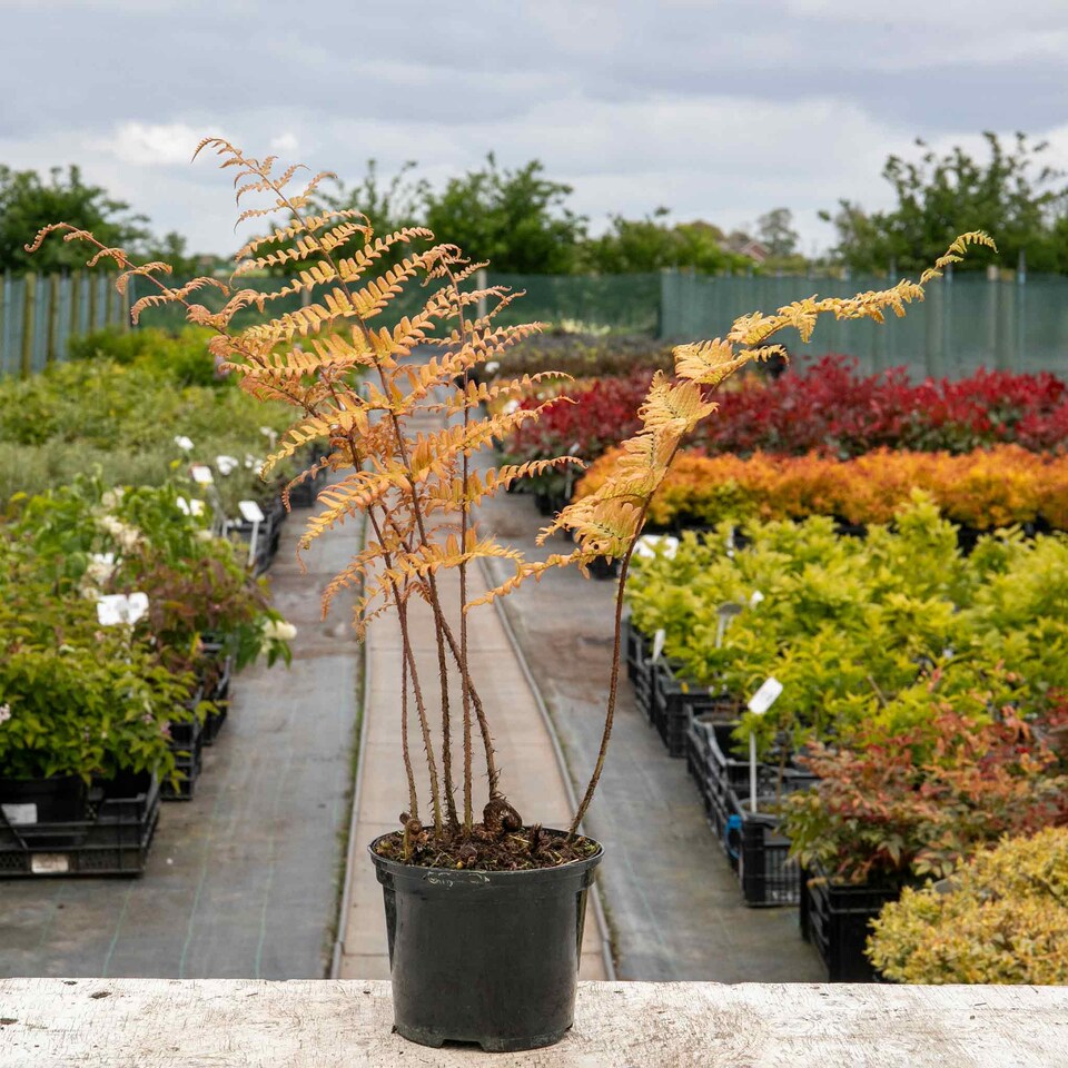 image 1 of Marshalls Garden Japanese Shield Fern | Green | Green, Yellow, Pink | 2L Plants