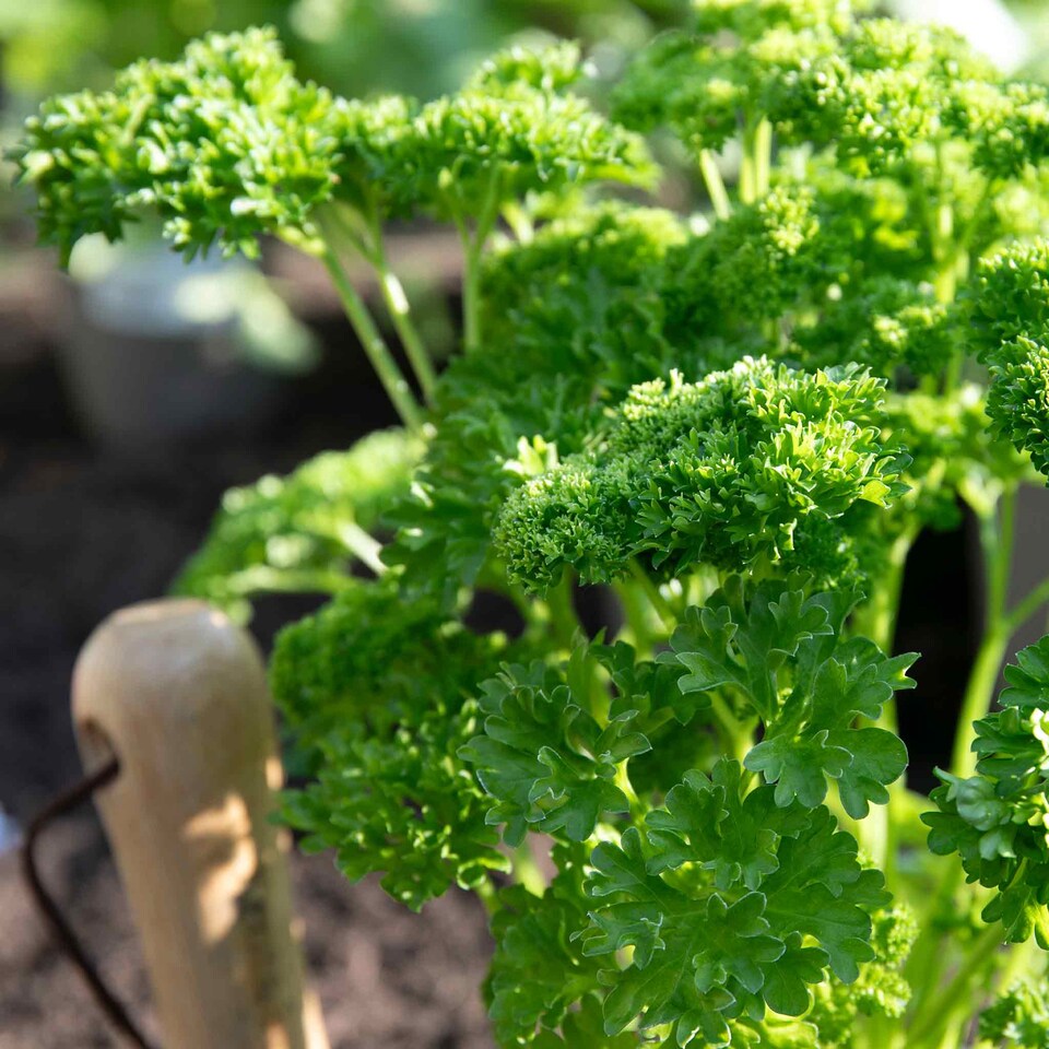 image 1 of Marshalls Garden Parsley 'Moss Curled'