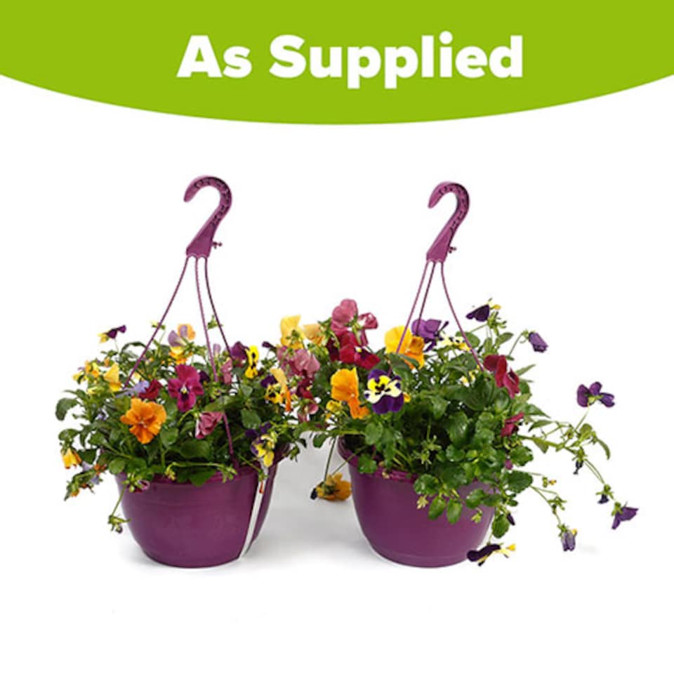 image 1 of YouGarden Pansy 'Top Wave', 2 x Pre-Planted Hanging Baskets, Large Trailing Blooms, Winter Garden Colour