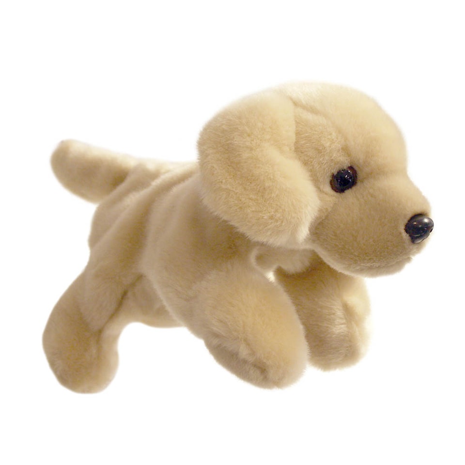 Labrador - Yellow - Full-Bodied