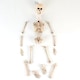 image 5 of Halloween Prop Movable Skeleton Hanging Decoration 50cm