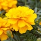 image 1 of Carbeth Plants Marigold Bedding Plants - 6 Pack African Yellow Bedding Plant