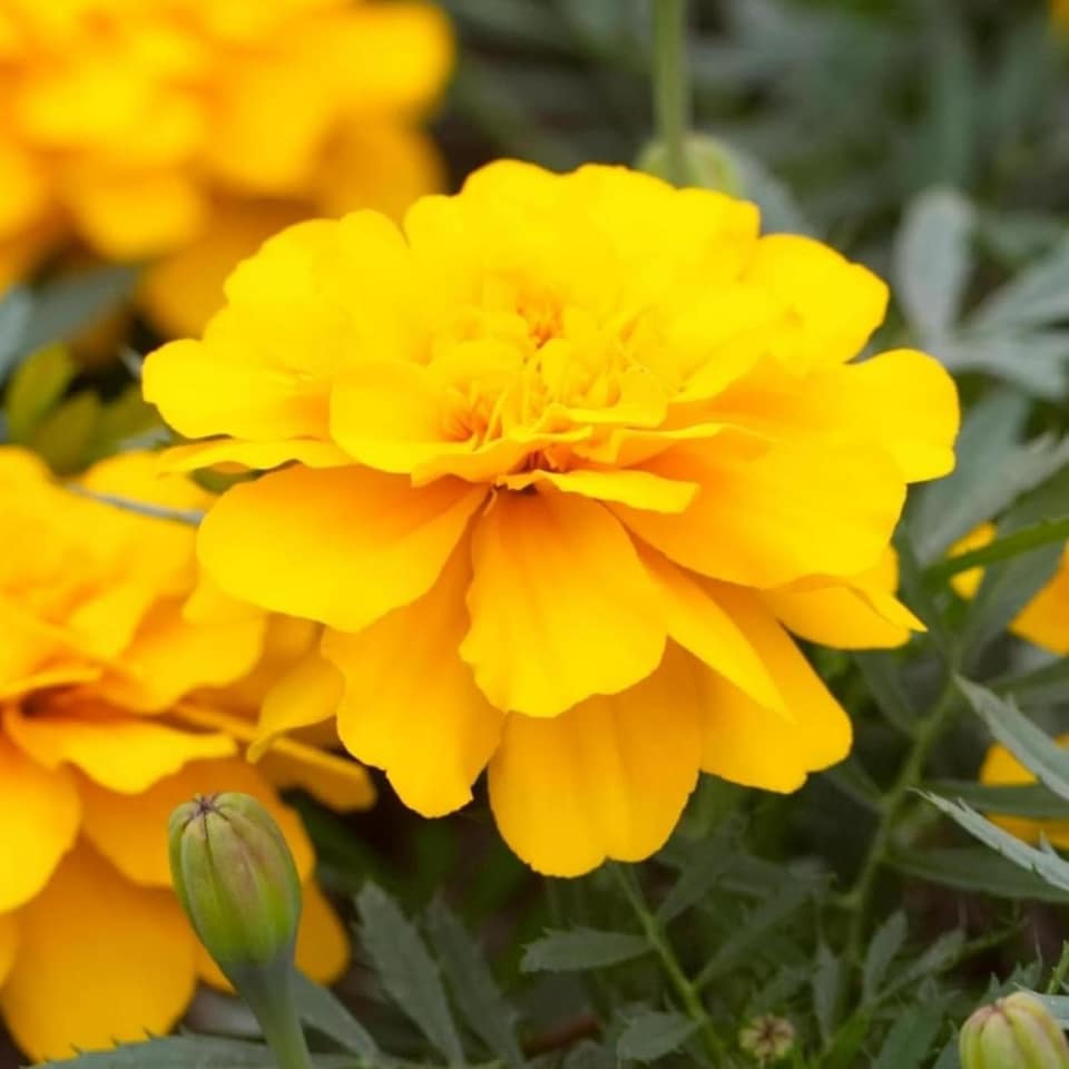 image 1 of Carbeth Plants Marigold Bedding Plants - 6 Pack African Yellow Bedding Plant