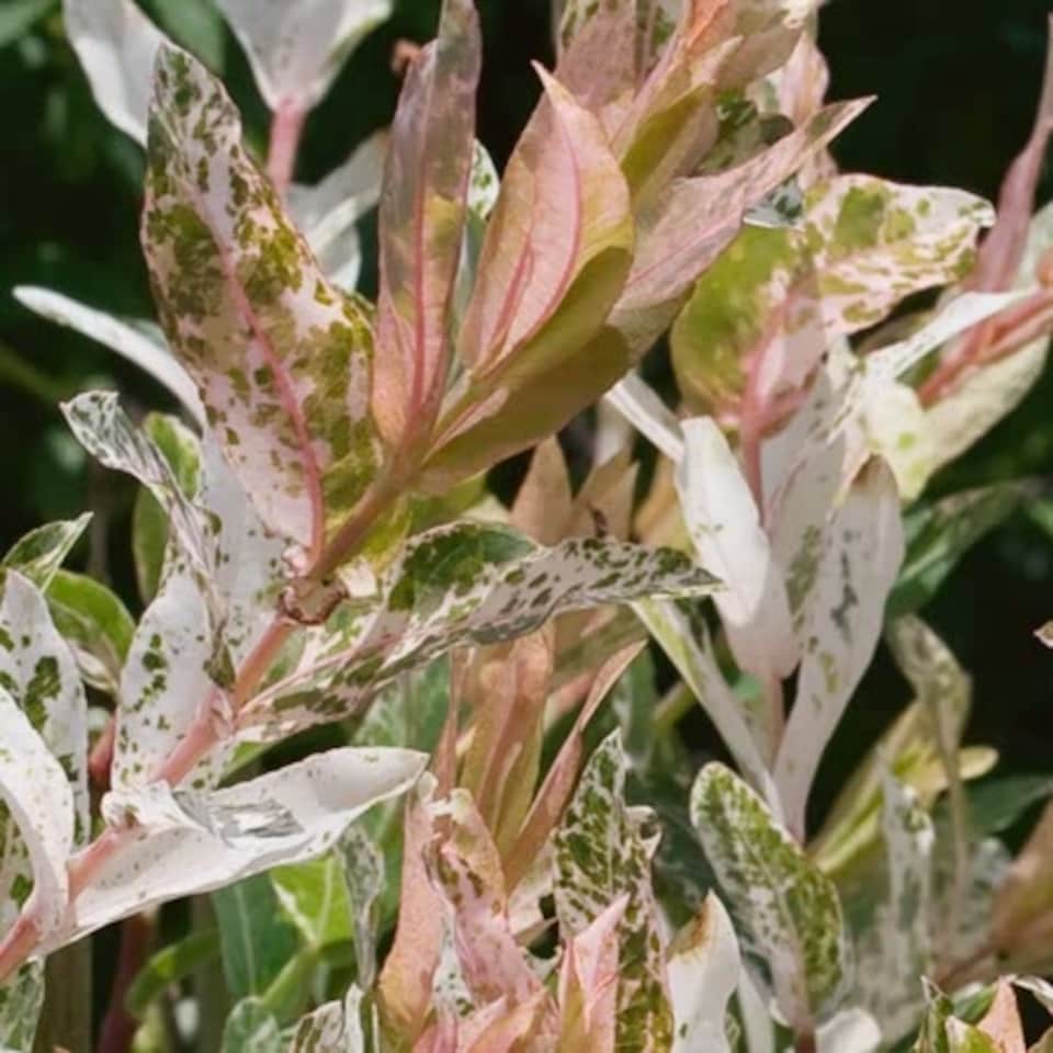 image 1 of Marshalls Garden Flamingo Willow Tree (Salix) 4L | Multi | Pink, Green, White, Bright Red | 4L Trees