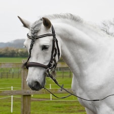 Rhinegold Anatomical Cavesson Bridle Black | Size: Pony
Colour: Black
