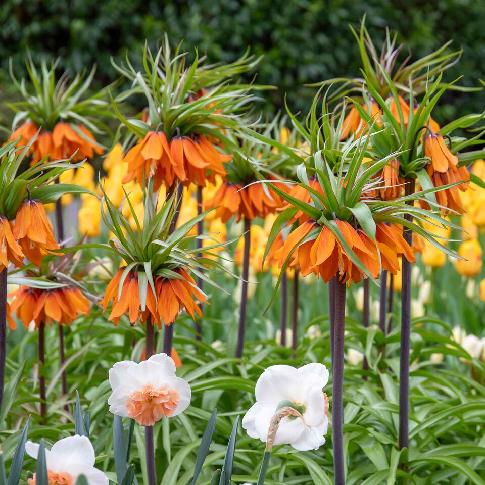image 1 of Marshalls Garden Fritillaria imperialis 'Rubra' (Crown Imperial) 3 Bulbs