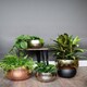 image 2 of Hammered Bowl Planter - Iron - L19 x W19 x H14 cm - Black/Gold Gold