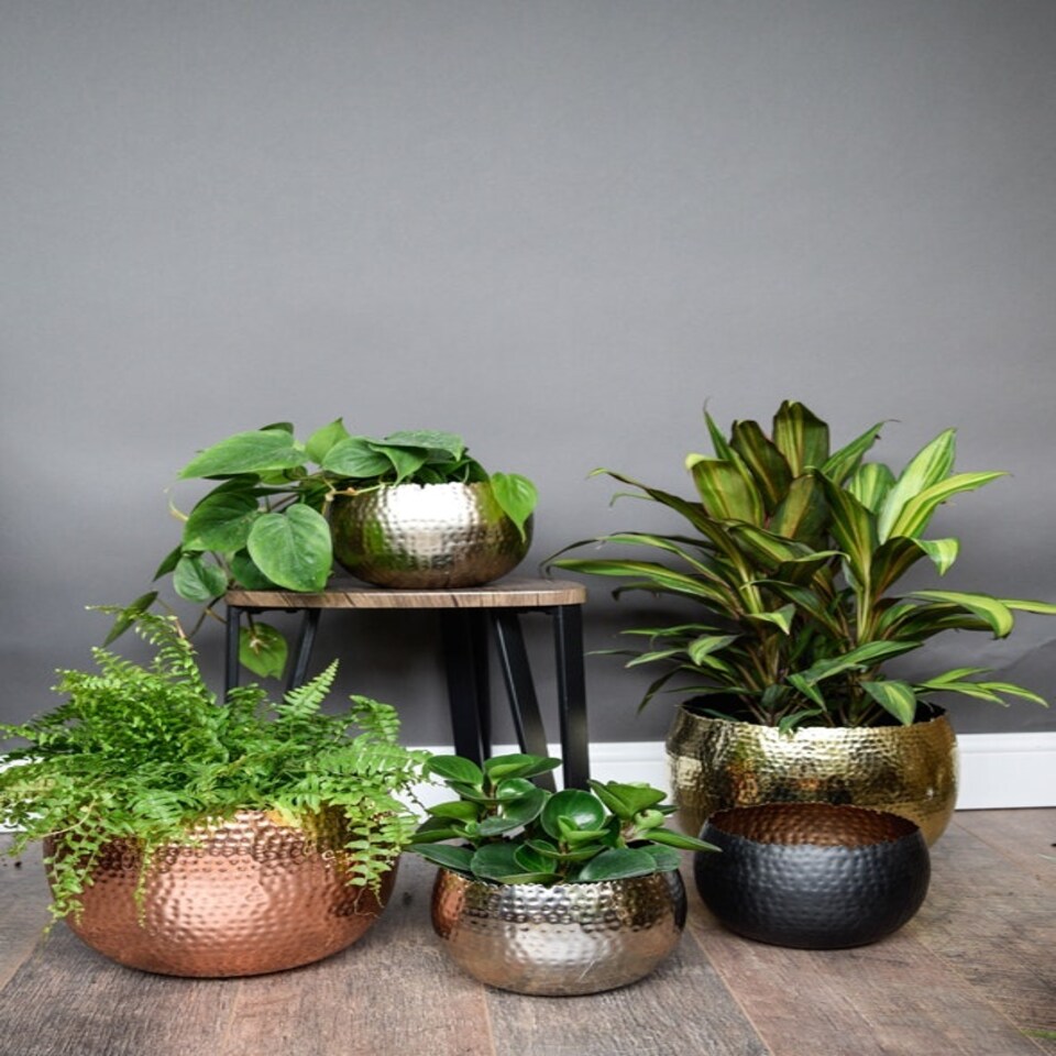 image 1 of Hammered Bowl Planter - Iron - L19 x W19 x H14 cm - Black/Gold Gold