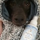 image 3 of Baby Fresh Dog Cologne 100ml