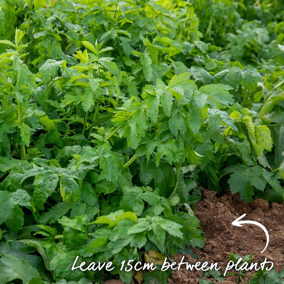 image 1 of Marshalls Garden Parsnip Seeds 'Albion' F1 - RHS AGM, 400 Seeds