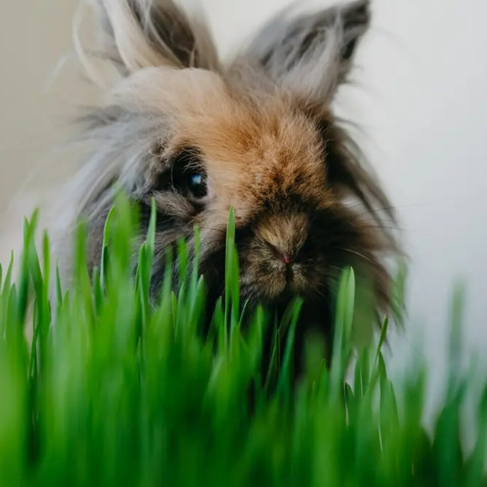 image 1 of 2 x Rabbit Wheat Grass in 13cm Pot - Natural Treat & Enrichment Plant - Edible Grass for Rabbits, Guinea Pigs & Small Pets
