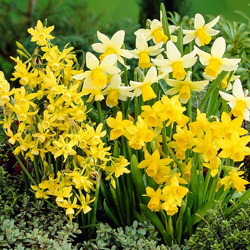 YouGarden Narcissus Miniature Bulbs, Pack of 70 Bulbs, Autumn Planting for Spring Flowering