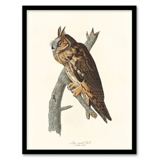 Birds Of America Long Eared Owl Audubon Nature Framed Wall Art Print 12X16"