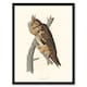 image 1 of Birds Of America Long Eared Owl Audubon Nature Framed Wall Art Print 12X16"
