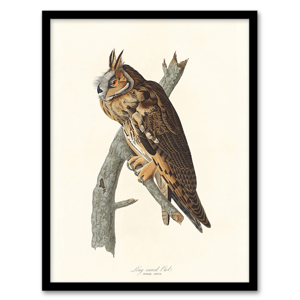 image 1 of Birds Of America Long Eared Owl Audubon Nature Framed Wall Art Print 12X16"