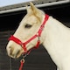 image 4 of Rhinegold Comfort Headcollar And Rope Set Red | Size: Cob
Colour: Red