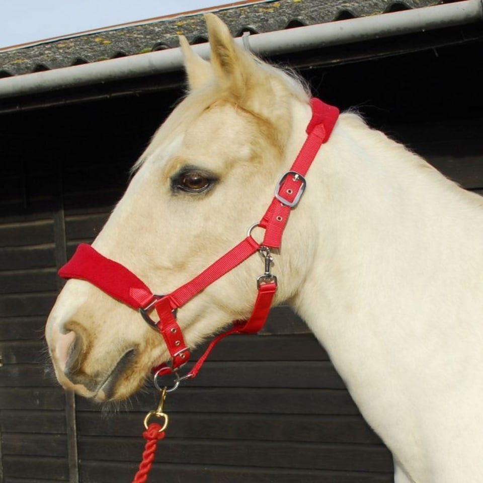image 1 of Rhinegold Comfort Headcollar And Rope Set Red | Size: Cob
Colour: Red