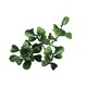 image 4 of True Products Premium Artificial Living Wall Green Plant Panel 1m x 1m Boxwood