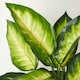 image 4 of Homescapes Dieffenbachia Dumb Cane Plant in Pot, 50 cm Tall