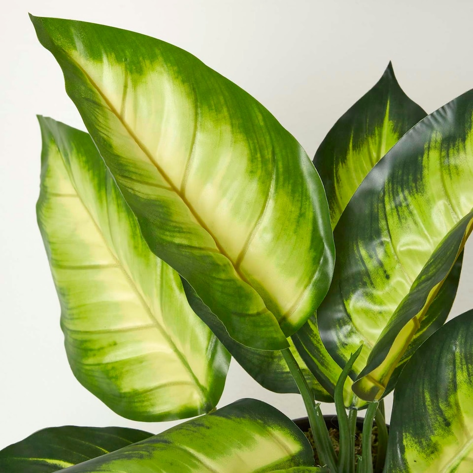 image 1 of Homescapes Dieffenbachia Dumb Cane Plant in Pot, 50 cm Tall