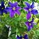 image 3 of Carbeth Plants 3 x Clematis Daniel Deronda Climbing Plant in 9cm Pot - Summer Flowering Garden Ready Shrub For Walls, Fences or Trellis